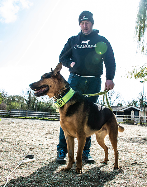 [Image: Southend-Dog-Training-1.jpg]