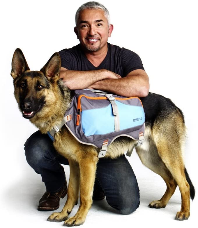 Cesar Millan Dog Backpack Southend Dog Training