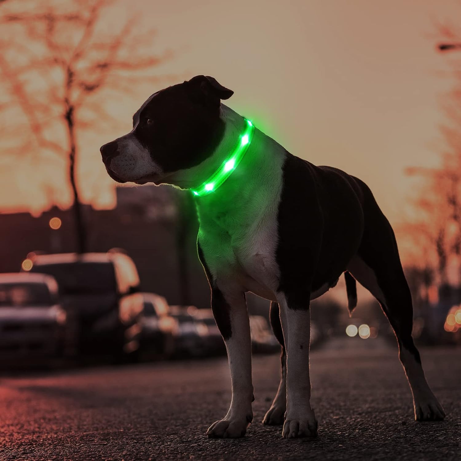 Derlights Dog Light, Walking Light 4 Modes Dog Collar Lights For Night